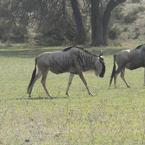 Wildebeest