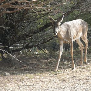 White-Tailed Deer