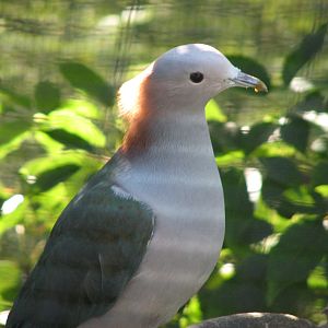 Sulawesi Green Imperial Pigeon
