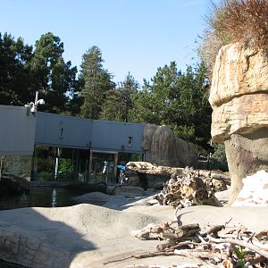 Polar Bear Plunge - Polar Bear