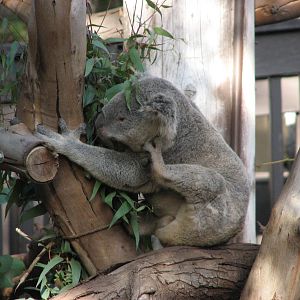 Queensland Koala