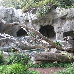 Spectacled Bear Exhibit