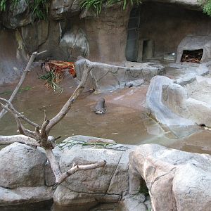 Cape Clawless Otter Exhibit