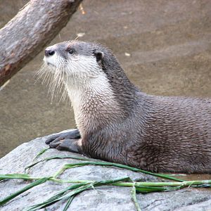 Cape Clawless Otter