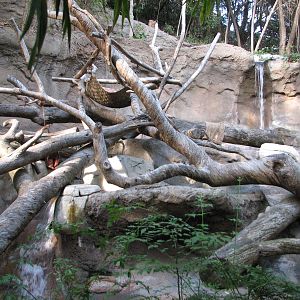 Sun Bear Forest - Sun Bear Exhibit