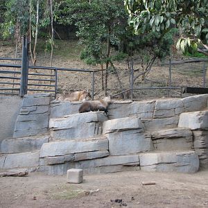 Panda Trek - Sichuan Takin