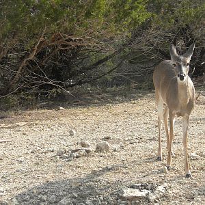 White-Tailed Deer