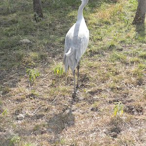 Sandhill Crane