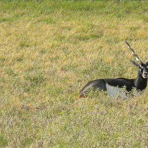 Blackbuck
