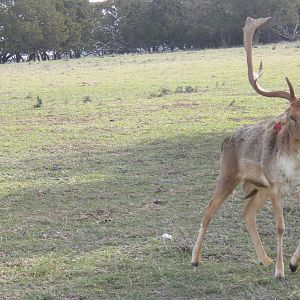 Fallow-Deer