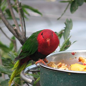 Mount Goliath Lorikeet