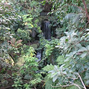 Owens Rain Forest Aviary