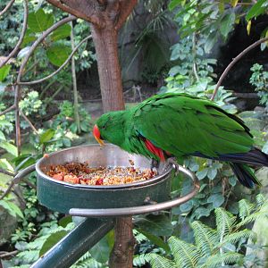 Grand Eclectus Parrot (male)
