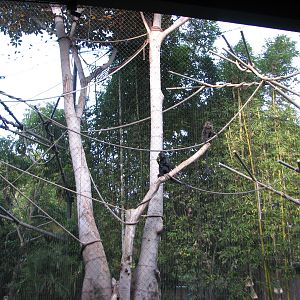 Monkey Trails - Black Mangabey and Angolan Colobus