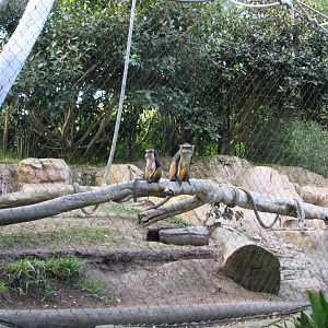 Monkey Trails - Wolf's Guenons