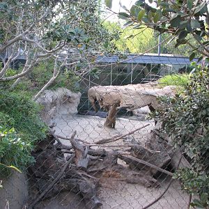 Monkey Trails - Pygmy Hippo and Wolf's Guenon Exhibit