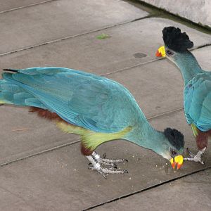 Scripps Aviary - Great Blue Turaco