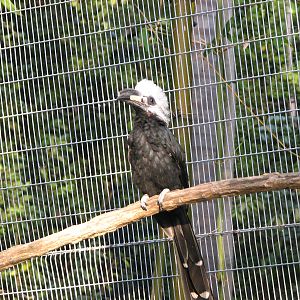 Scripps Aviary - West African Long-Tailed Hornbill