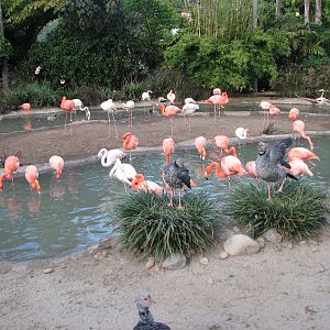 Caribbean Flamingo and Southern Screamer