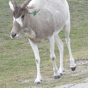 Addax