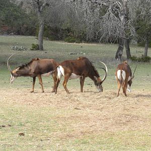 Sable Antelope