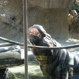 Monkey Trails - Pygmy Hippopotamus