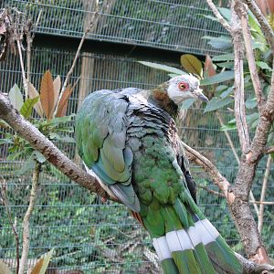 Owens Aviary