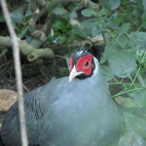 Owens Aviary -Siamese Fireback