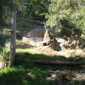 African Wild Dog Exhibit
