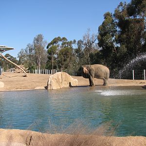 Elephant Odyssey - Asian Elephant