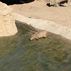 Elephant Odyssey - Capybara