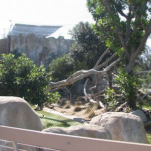 Elephant Odyssey - Jaguar Exhibit