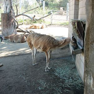 Elephant Odyssey - Guanaco
