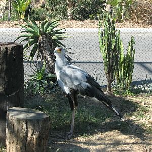 Elephant Odyssey - Secretary Bird