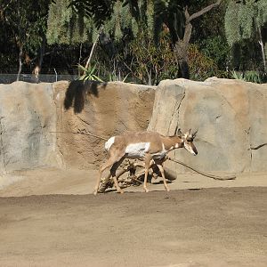 Elephant Odyssey - Peninsular Pronghorn