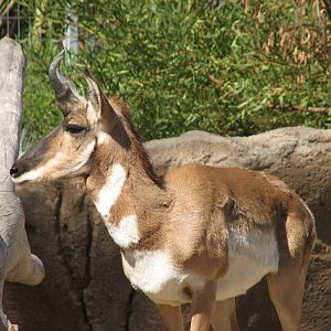 Elephant Odyssey - Peninsular Pronghorn