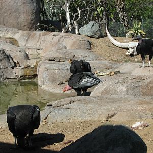 Elephant Odyssey - California Condor