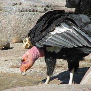 Elephant Odyssey - California Condor