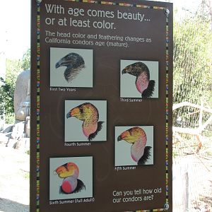 Elephant Odyssey - Condor Signage