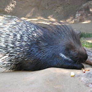 Indian Crested Porcupine