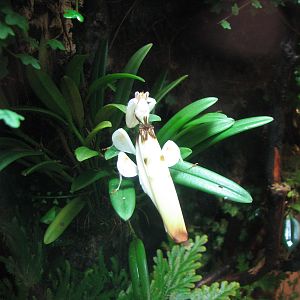 Children's Zoo - Orchid Mantis