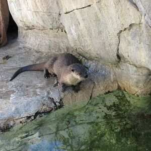 Children's Zoo - Pacific River Otter