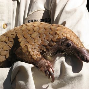 Children's Zoo - White-Bellied Tree Pangolin