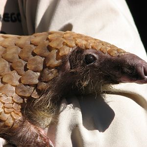 Children's Zoo - White-Bellied Tree Pangolin
