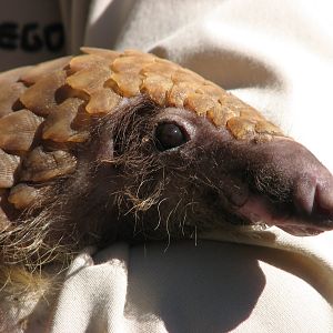 Children's Zoo - White-Bellied Tree Pangolin