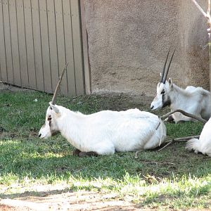 Arabian Oryx