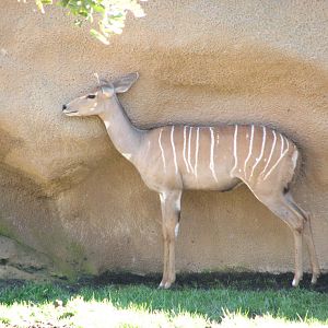 Lesser Kudu
