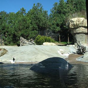 Polar Bear Plunge - Polar Bear