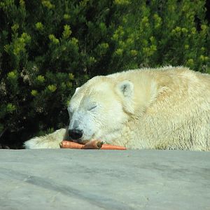 Polar Bear Plunge - Polar Bear