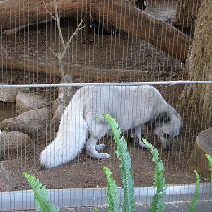 Polar Bear Plunge - Arctic Fox